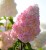 Ванилла Фрайз  (Vanille Fraise)