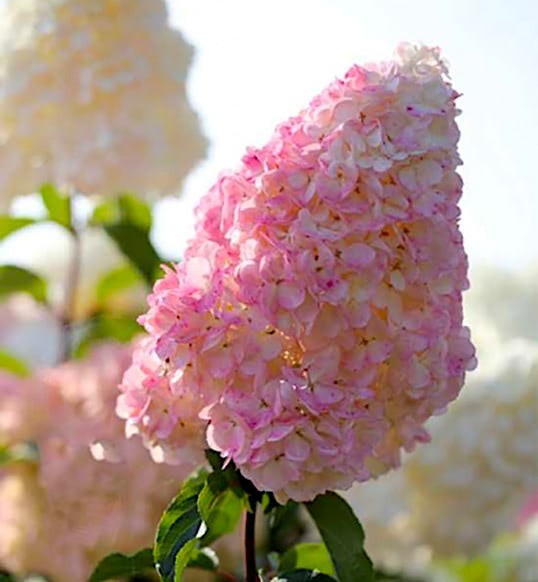 Ванилла Фрайз  (Vanille Fraise) 7,5л 2 года