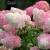 Ванилла Фрайз  (Vanille Fraise)