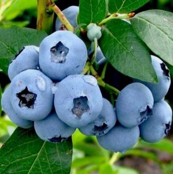 БЛЮГОЛД (Bluegold) голубика 2 года, С3