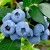 БЛЮГОЛД (Bluegold)