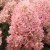 Пинклайт (Gardenlights® Pinklight®) 