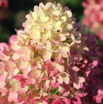 Пинклайт (Gardenlights Pinklight) 15л 