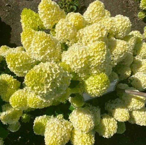 Гарденлайт Лемонлайт  (Gardenlight Lemonlight) 15л 