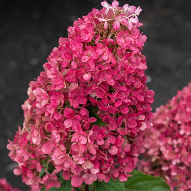 РАСПБЕРРИ ПИНК (Raspberry Pink)