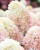 РАСПБЕРРИ ПИНК (Raspberry Pink)