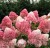 РАСПБЕРРИ ПИНК (Raspberry Pink)