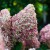 РОЯЛ ФЛАУЭР (Royal Flower)