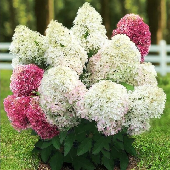 РОЯЛ ФЛАУЭР (Royal Flower)