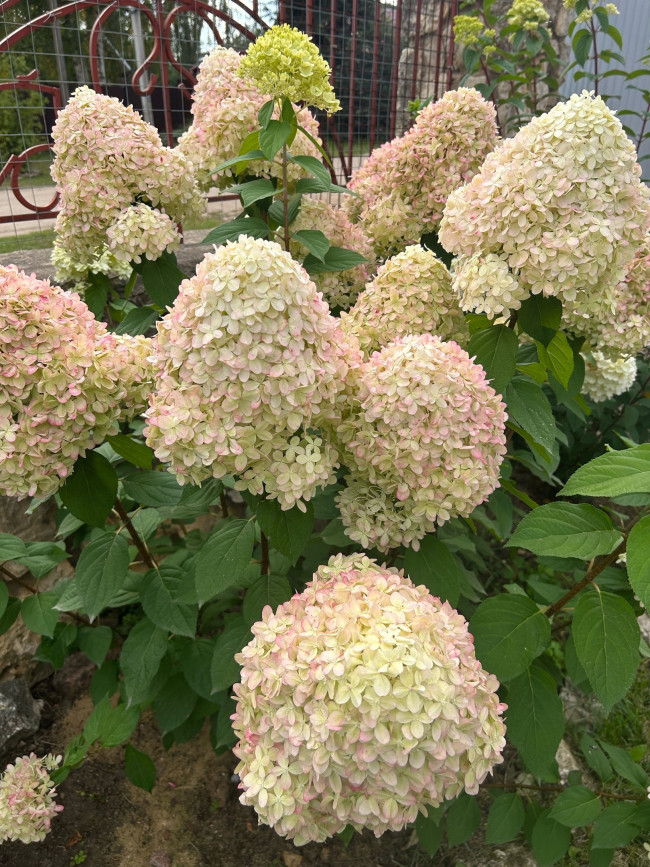 ЛАЙМЛАЙТ (Limelight) 2л