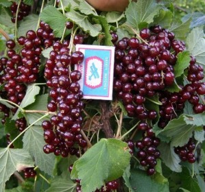 ВИКСНЕ красная смородина на штамбе. Высота штамба 60-80 см, высота саженца 1,2-1,3м
