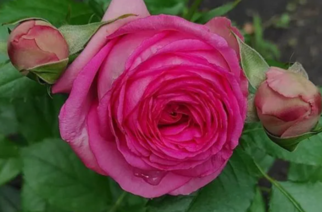 Роза плетистая «Цикламен Пьер де Ронсард» (Cyclamen Pierre de Ronsard) ,4л (свежая посадка) Роза плетистая «Цикламен Пьер де Ронсард» (Cyclamen Pierre de Ronsard) ,4л (свежая посадка)