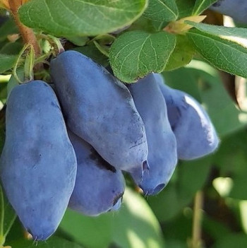 БЛЮ БАНАНА (Blue Banana) 3 года, С3