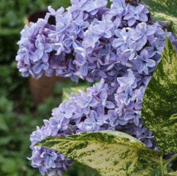 АУКУБАФОЛИЯ (Aucubaefolia) сирень 2 года, 3 л (перевалка июнь 2026)