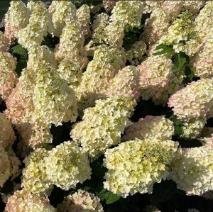 Би свит (Bee Sweet) 7,5л 2 года