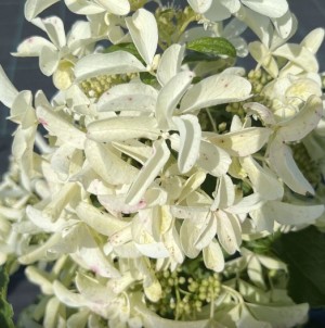 Стар роуз (Star Rose)