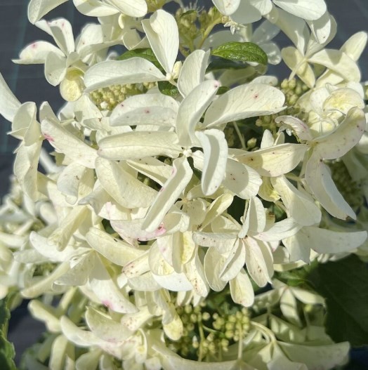 Стар роуз (Star Rose)