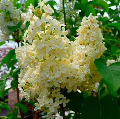ПРИМРОУЗ (Primrose) сирень