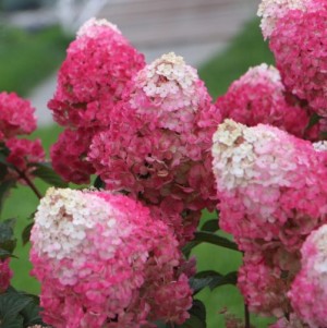СТРОБЕРРИ БЛОССОМ (Strawberry Blossom)