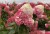 СТРОБЕРРИ БЛОССОМ (Strawberry Blossom)