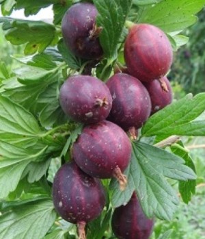 Галатея