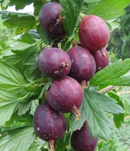Галатея