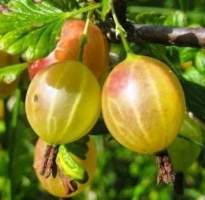 Алтайский
