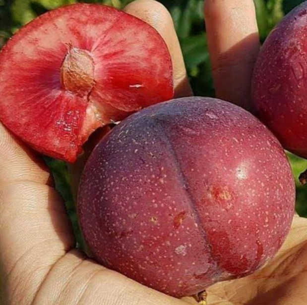 БЕЛЛА СЕРИЗ (Bella Cerise) гибрид сливы, абрикоса и персика (шарафуга)