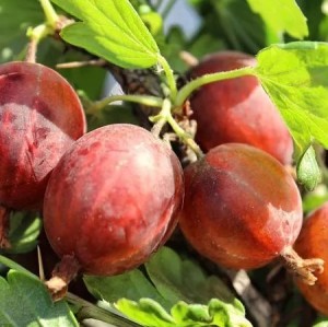 КОНФЕТНЫЙ крыжовник 3 года, С3