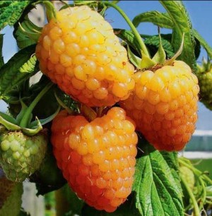 ЗОЛОТОЙ ( ЗОЛОТИСТЫЙ ) ГИГАНТ малина летняя