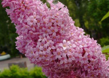 ВЕНГЕРСКАЯ сирень , Р9