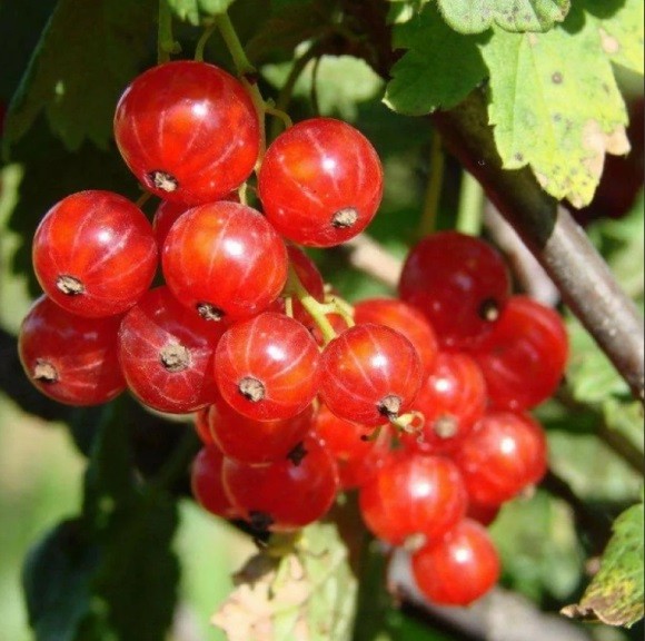 РАННЯЯ СЛАДКАЯ красная смородина