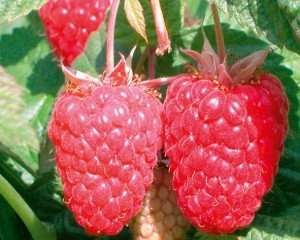 КАСКАД ДЕЛАЙТ (Cascade Delight) малина летняя