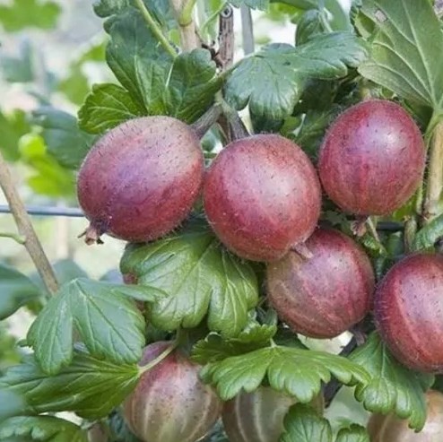 Пакс