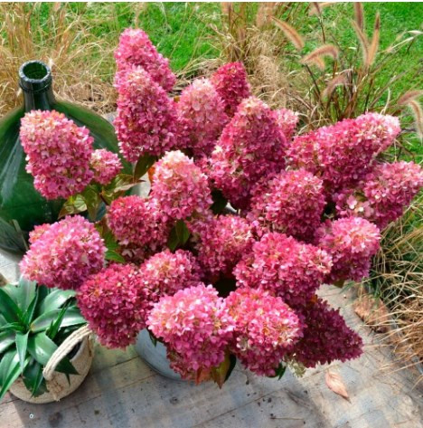 Редлайт (Gardenlights Redlight) 7,5л 2 года Редлайт (Gardenlights Redlight) 7,5л 2 года