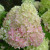 Редлайт (Gardenlights Redlight) 7,5л 2 года Редлайт (Gardenlights Redlight) 7,5л 2 года