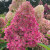 Редлайт (Gardenlights Redlight) 7,5л 2 года Редлайт (Gardenlights Redlight) 7,5л 2 года