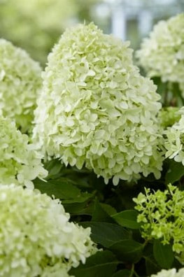 ЛИТЛ СПУКИ (Little Spooky) 3л