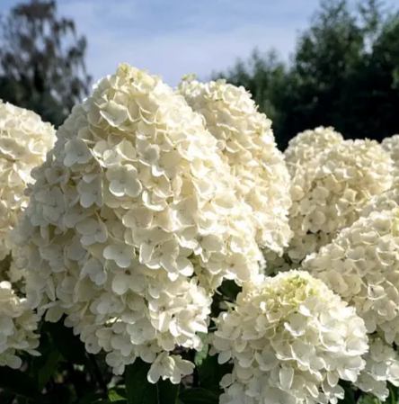 САММЕР СНОУ (Summer Snow) 1л (Р12)