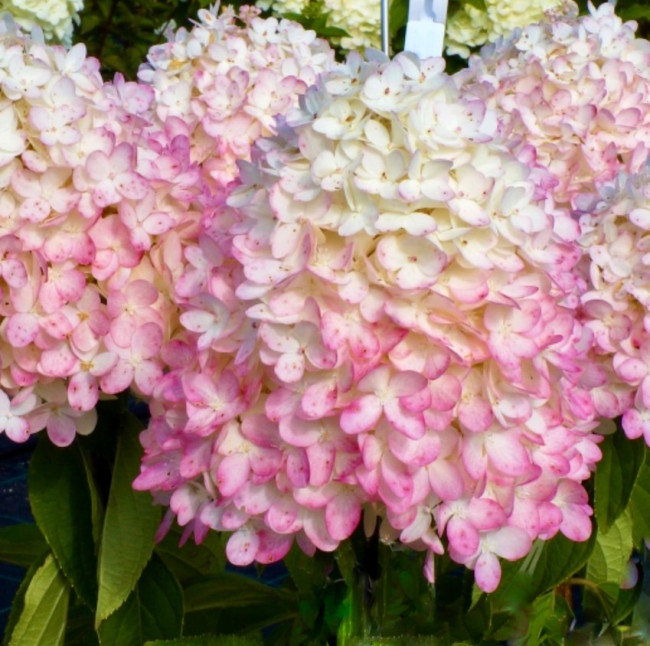 Мэджикал свит саммер (Magical Sweet Summer) 7,5л 2 года