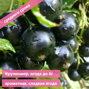 ДОБРЫНЯ черная смородина 2 года, 3л