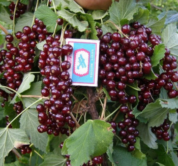 ВИКСНЕ красная смородина 2 года, 3л 