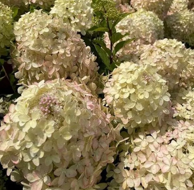 Гарденлайт Вайтлайт (Gardenlight Whiteligh) ОКС, 3/4 ветки (отгрузка март, апрель 2027) Гарденлайт Вайтлайт (Gardenlight Whiteligh) ОКС, 3/4 ветки (отгрузка март, апрель 2027)