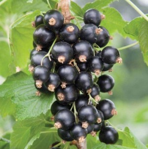 ЧЕРЕШНЕВАЯ черная смородина
