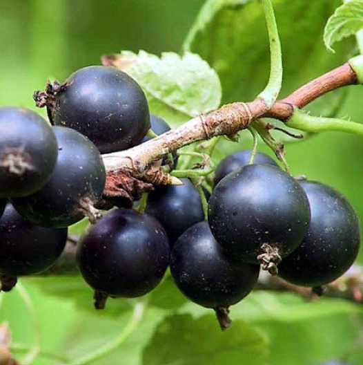 ЛЕНИНГРАДСКИЙ ВЕЛИКАН черная смородина