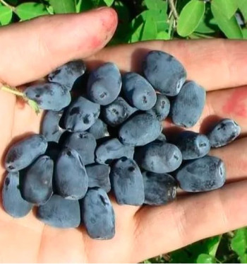 ИНДИГО ДЖЕМ (Indigo Gem) 2 года, 3л (свежая посадка)