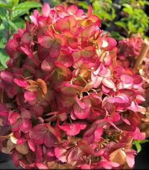 Петит черри (Petite Cherry) 7,5л  2 года