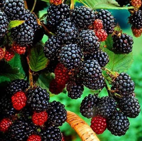 БЛЭК ДЖЕВЕЛ (Black Jewel) малина черная летняя
