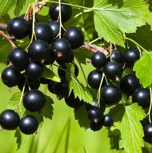 БЕЛОРУССКАЯ СЛАДКАЯ черная смородина