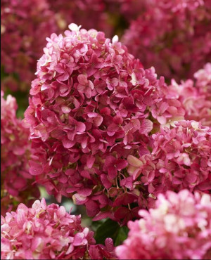 Литл Рози (Little Rosy) 5л